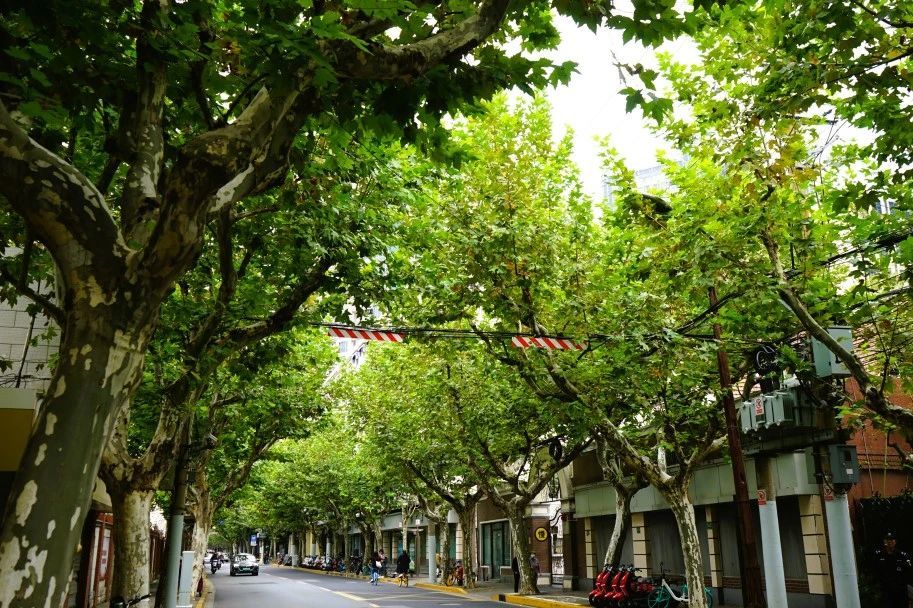 推进静安区立体绿化，在胶州路上赏“绿水青山”