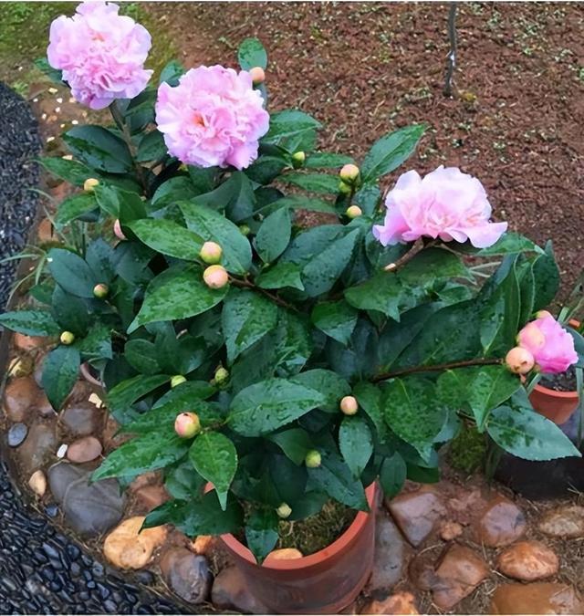 养盆“香妃”茶花，开花繁多、香味浓郁，关键是易养活，适合小白