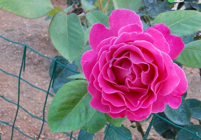 早春月季花出现这种黄叶，要及时处理