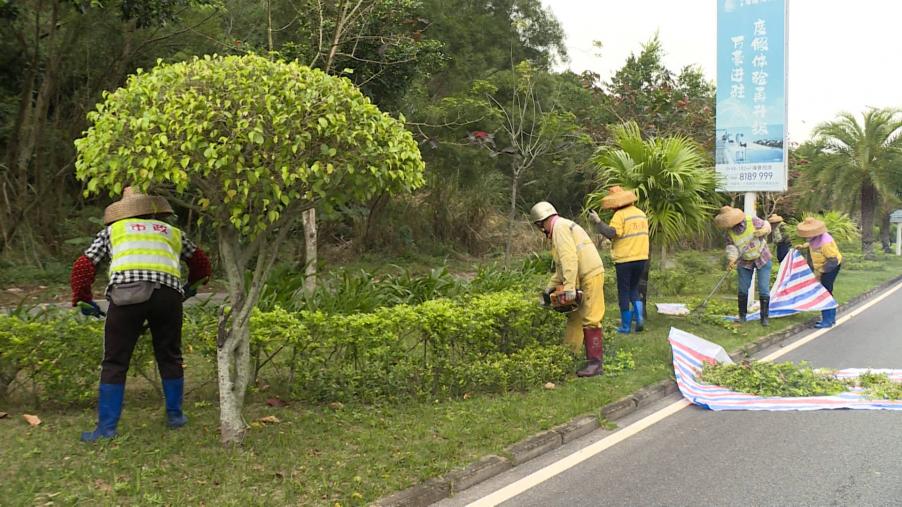 海陵：加强市政道路绿化管护 助力创建和美海岛