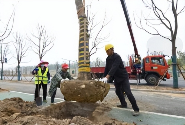 绿化种植忙 “扮靓”新大道