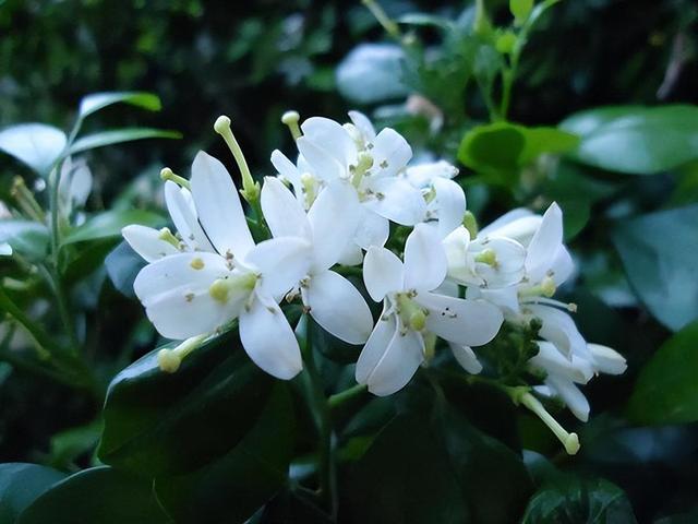 家有小院，种上3种“护宅花”，不是迷信，是老一辈传下的智慧