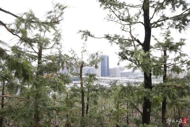 为了爬山，上海人在市中心造了一座山！最新照片：绿化面积已超六成，将来爬山感受不输真实山林→