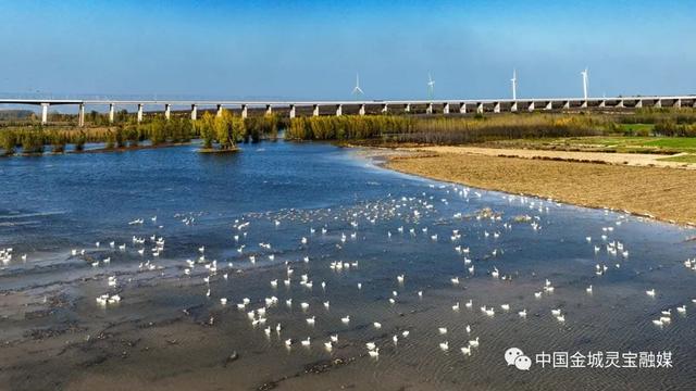 灵宝：黄河湿地风景如画