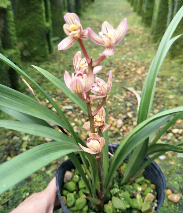 别光养牡丹茶花了，此兰一年能开四五次，香气独特，适合新手养护