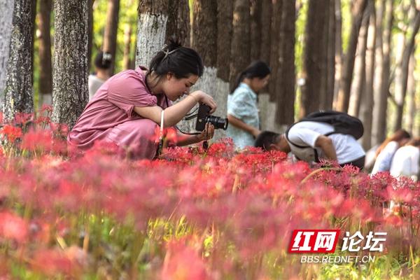 绿化带里还藏着多少惊喜？坐标长沙岳麓区：彼岸花盛放