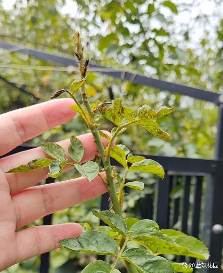 终于等到你月季秋花，可为什么还是不好看呢？
