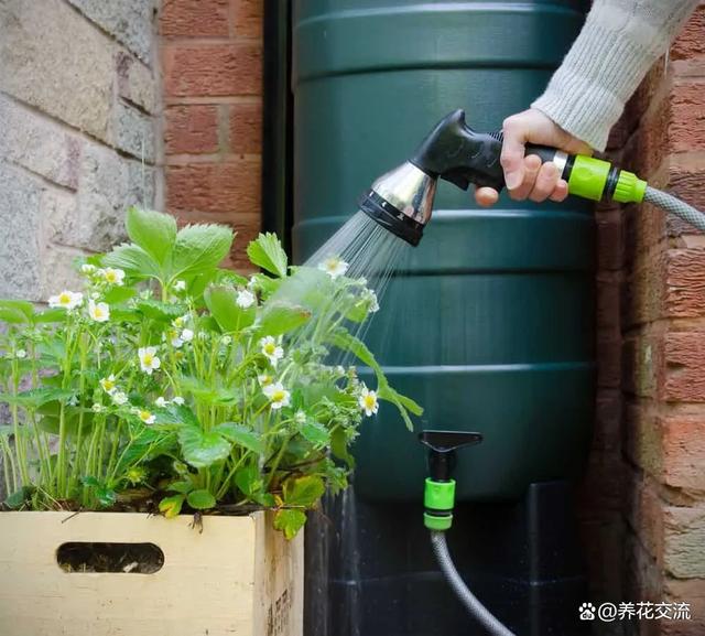 雨水养花和自来水养花优缺点对比，除了省钱，雨水养花好处很多