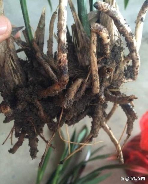 秋季盆栽换盆旺季来了，注意4个观察4点注意，换盆后盆栽长得旺