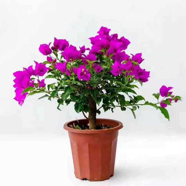 五一后，5种花要“富养”，“吃饱喝足”才能猛开花