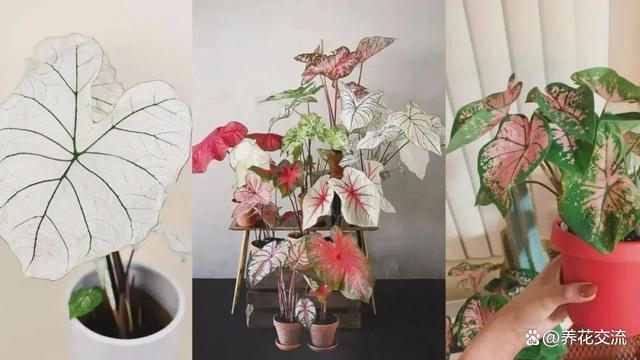 北边阳台适合养什么植物呢？开花植物有哪些选择？