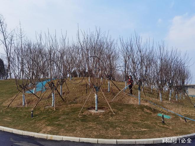 不同地区选择植树的苗木品种有哪些