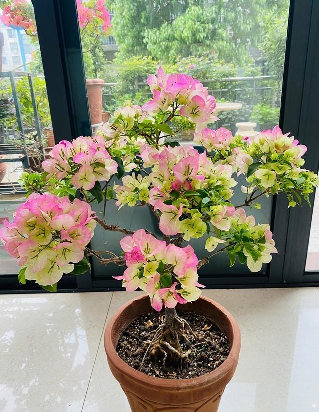 温度高，8种花再旱也“不能喷水”，不是唬人，都是花钱买的教训