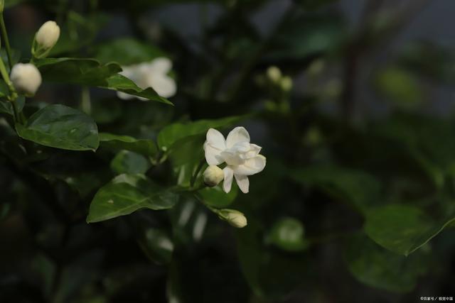 夏季养茉莉花做到下面几点一定能爆花
