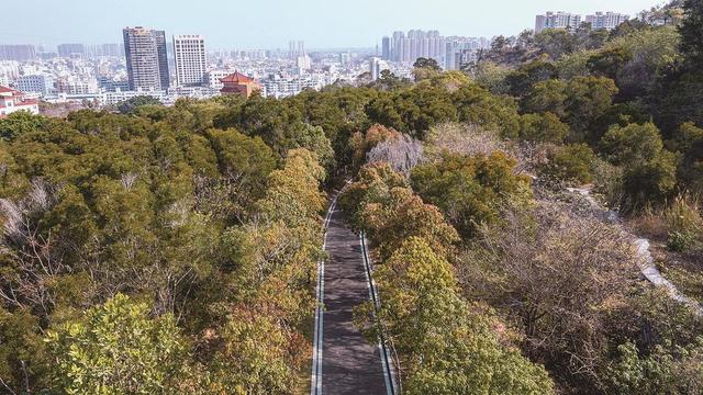 石狮今年计划完成造林绿化1044亩