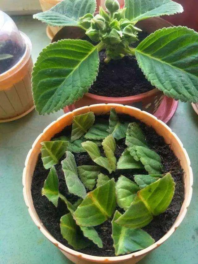 温度高，8种花再旱也“不能喷水”，不是唬人，都是花钱买的教训