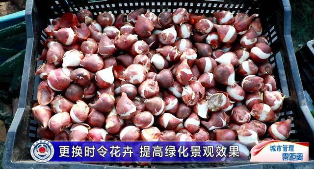 临淄：更换时令花卉 提高绿化景观效果