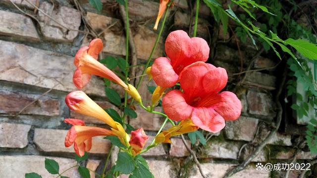 家乡美景风光秀：衡阳市南湖公园凌霄花绚丽绽放，灿烂夺目