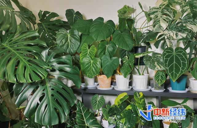 绿植中的“爱马仕”：一片叶子上万，买它的人在想什么？