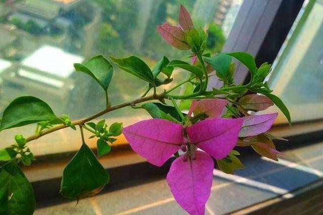 三角梅有“四怕”，做错了只长叶不开花，赶紧纠正，才不耽误花期