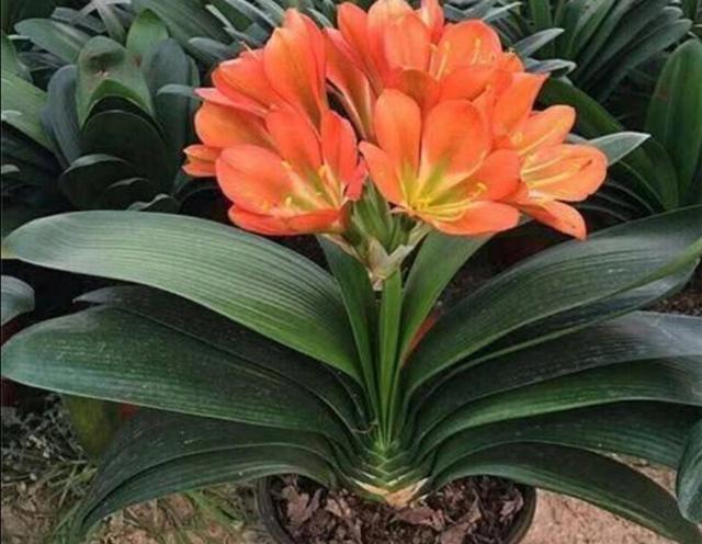 家里养7种花，清新雅致又养人，关键还好养