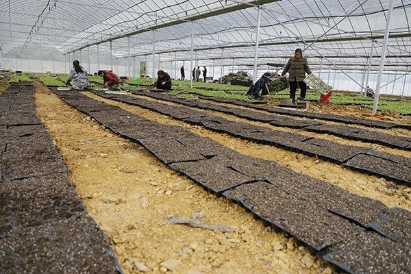 新田：大棚育苗促增收（组图）