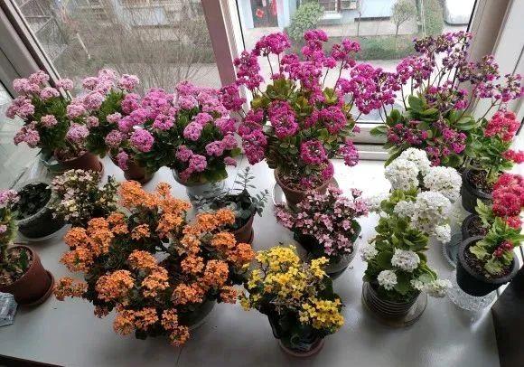 养花不能太贪心，有时候花草越多越养不好