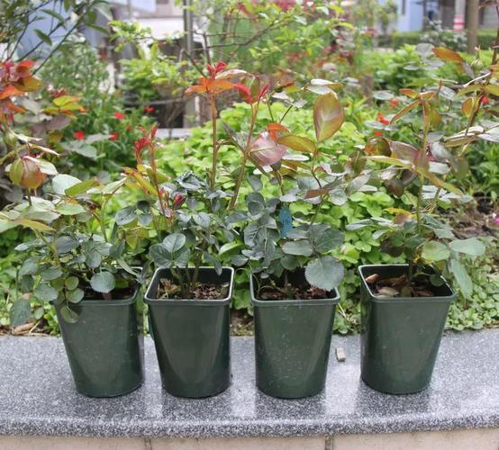 俗话说“养花用小盆，根壮花满盆”，10种花，用小盆，更好养