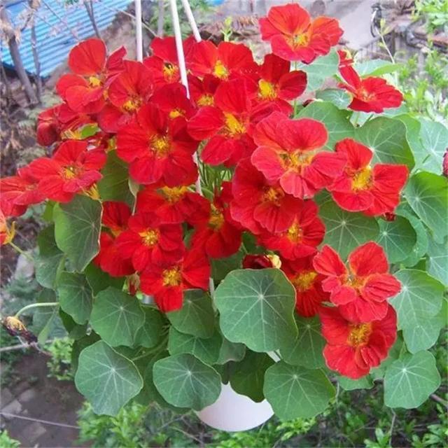 10月份之后，5种花可以“富养”，喝饱长得欢，吃饱“猛开花”