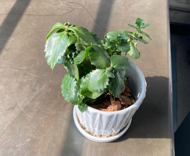 冬季养长寿花，需要做好4件事，不然难以开花，浪费时间