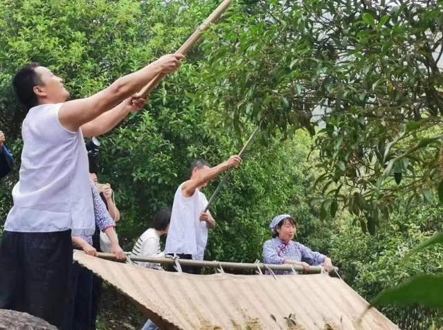 咸安：7万亩桂花迎来丰收季