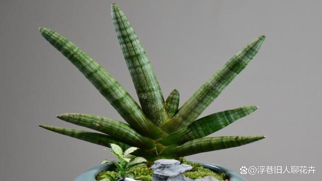虎皮兰进入生长旺季，“3不多”要牢记，植株长势旺