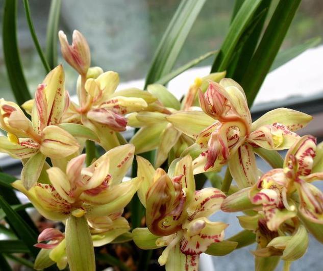 这种兰花形状奇特，香味还十分浓郁，关键一年还能开3次花