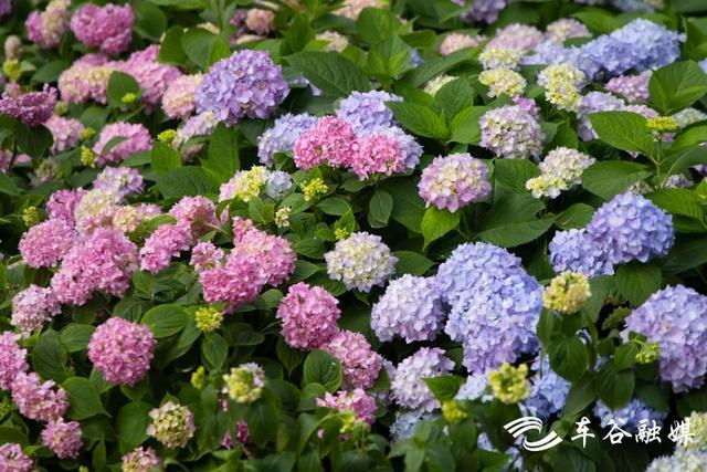 初夏时节，到汤湖公园与绣球花来场浪漫“约会”吧