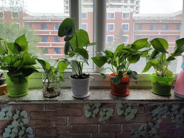 6种“入侵花”，别养院子里，种子太凶猛，一旦泛滥，除之不尽