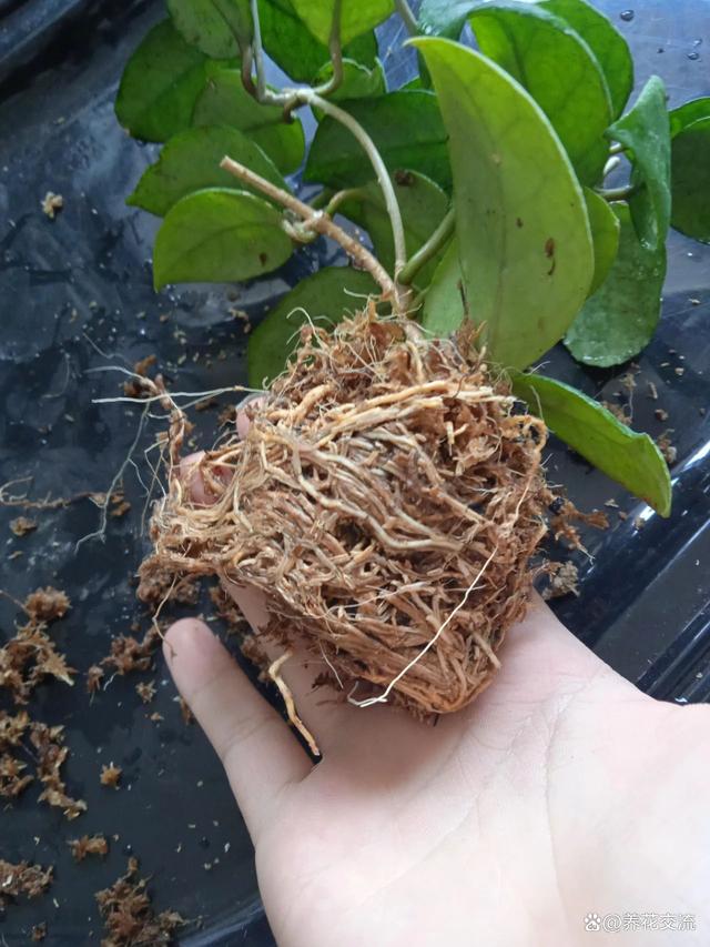 水苔养花的5大作用，可以大大提高养花技巧，赶紧学起来