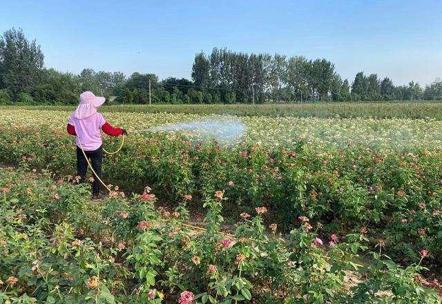 5类花已进“黑名单”，越养越“不吉利”，见到了尽量不要买