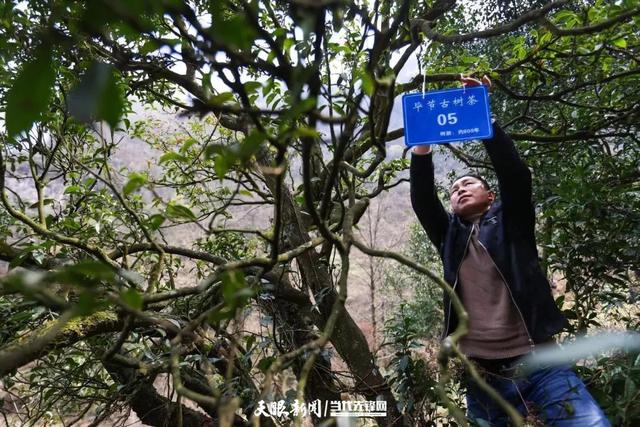 古树名木“老有所依”