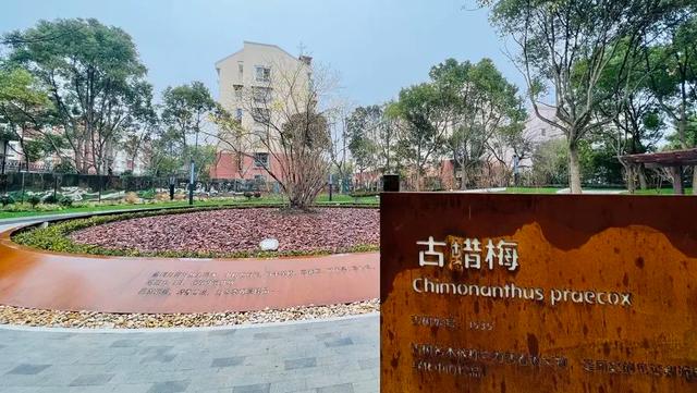 这个“私家花园”突然开放！上海有390座口袋公园，街拍打卡不输武康路