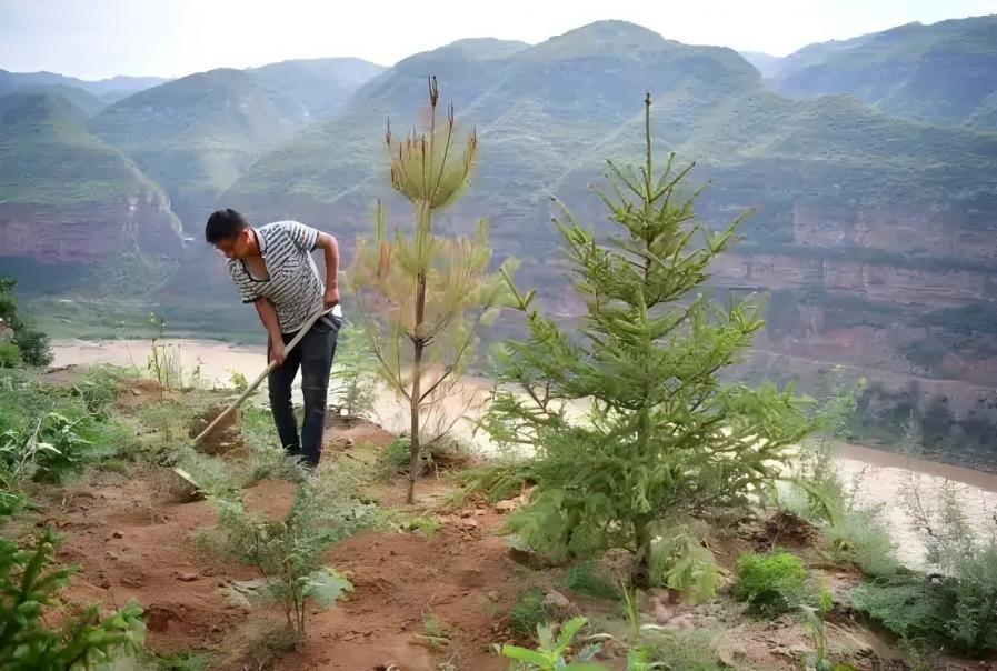 国务院已明确:“退林还耕”不搞一刀切!农田上种树的要稳妥处置 国务院已明确:“退林还耕”不搞一刀切!农田上种树的要稳妥处置