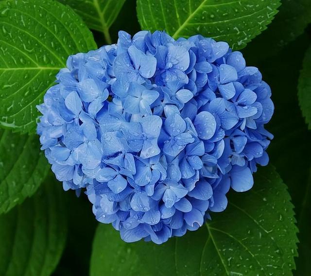 养绣球就是为了赏花，这些绣球具备一个“新能力”，它们开花三季