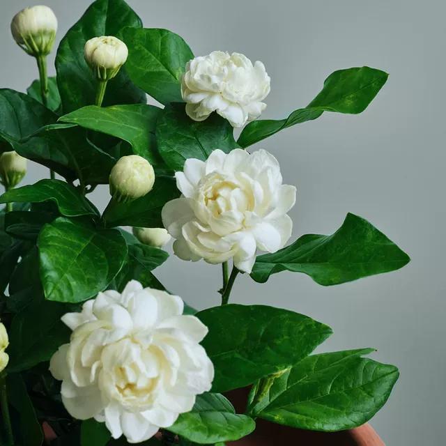 秋季养这5种花，再不舍也要“剪光花苞”，不剪掉明年无花可赏