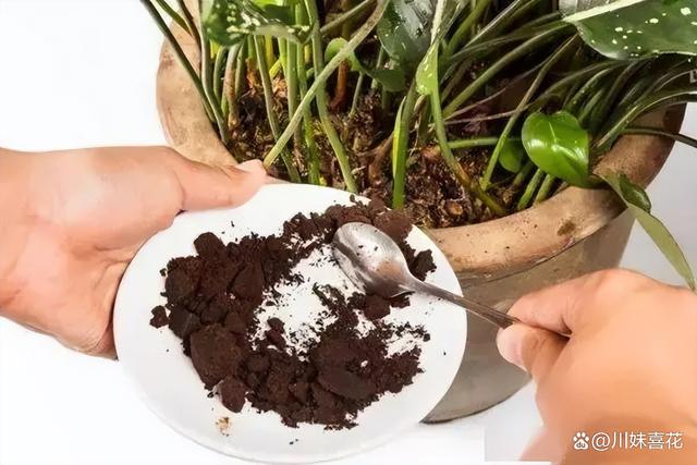 这几种被丢掉的垃圾，用来养花掺在土壤里，养啥花都旺
