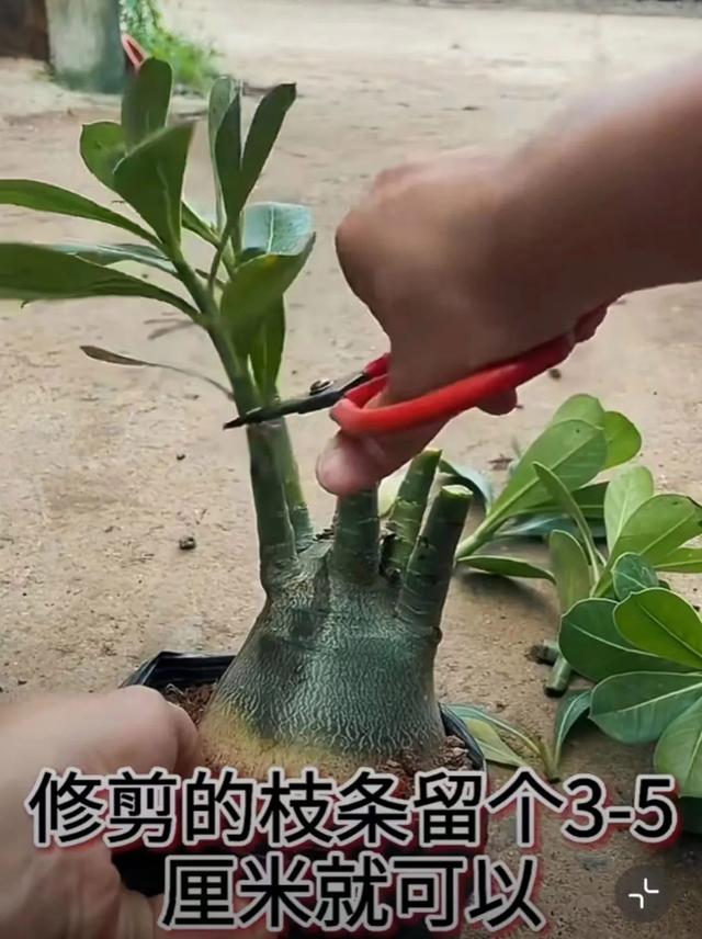 沙漠玫瑰养护教程，8大技巧养出花开不断的“巾帼玫瑰”！
