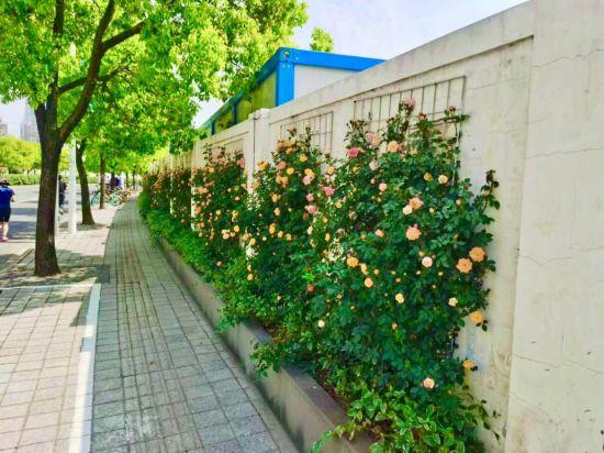 上海公园城市建设中的立体绿化，你知道哪些？