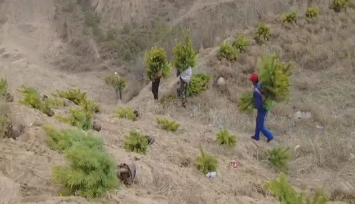 春分时节春意浓 偏头关下植树忙——偏关县全力推进春季国土绿化行动