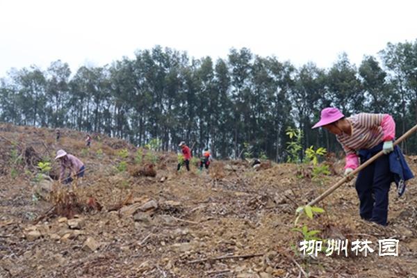 开展2023年新春珍贵树种义务植树活动