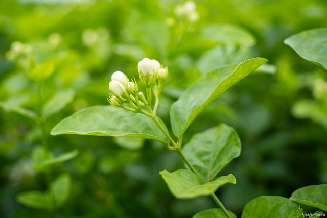 夏季养茉莉花做到下面几点一定能爆花