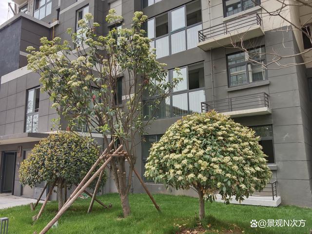 地产项目景观绿化关键点