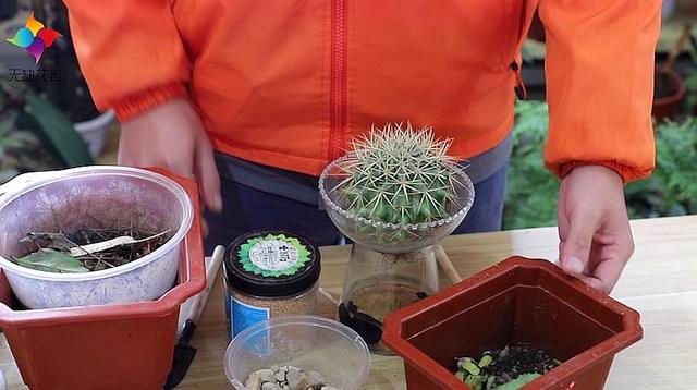 养仙人球，有“一点”非常关键，根系茁壮，顺利开花，又肥又壮